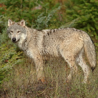 wolf looking at you