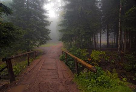 Mist - path, trees, fog, green, wood, road, forest