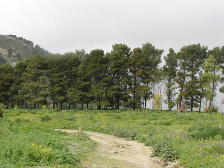 Segesta - natue, forest, grass, trees