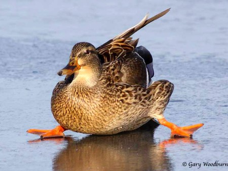 Belly Landing - picture, duck, cool