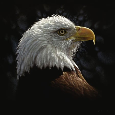 bald eagle - bald eagle, bird