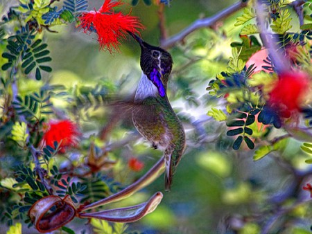 Humming Bird - picture, humming bird, beautiful