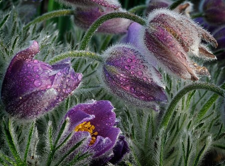 Frozen tulips - flowers, tulips, purple, flower, light