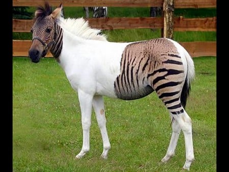 Unique Zebra - unique, picture, zebra