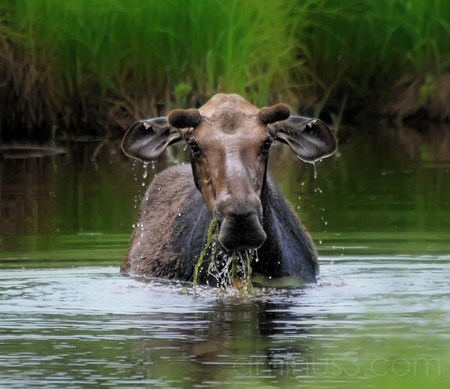 Cooling off - ontario, water, moose, wild, swim