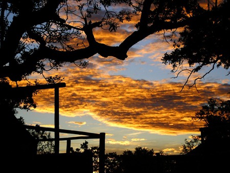 Summer eve - sky, trees, evening, clouds