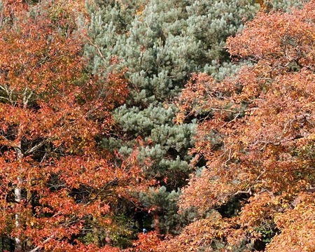 Autumn Trees - autumn, trees, green, amber, gold