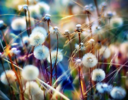 Field of dandelions - field, grass, colors, dandelions