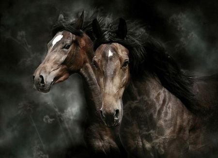 power of beauty - running, horses, beautiful