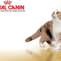 Royal Canin Kitty