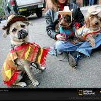 Cowboy Dogs