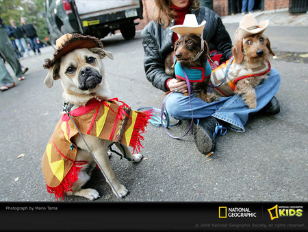 Cowboy Dogs - dachsund, pugs, cowboy, terrier