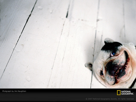 Smilin' Bulldog - dogs, national geographic, bulldog, animals