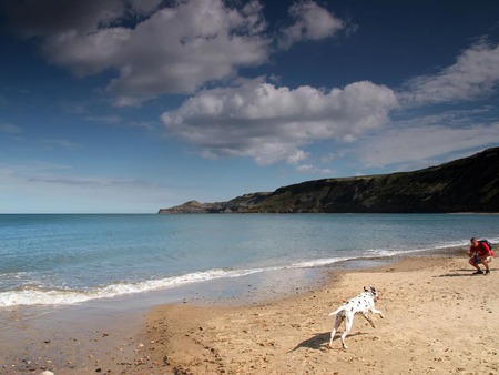 Beach Dog - dogs, sunny, beach, dalmatian