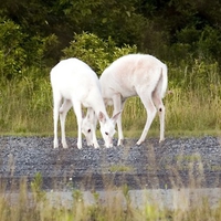 Rare white deer