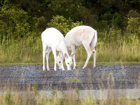 Rare white deer - ontario, white, rare, deer