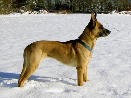 Belgian Shepherd in the Snow - snow, belgian shepherd, dogs, animals