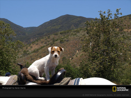 Dog on a Horses Saddle - horses, horseback riding, animals, jack russell terriers