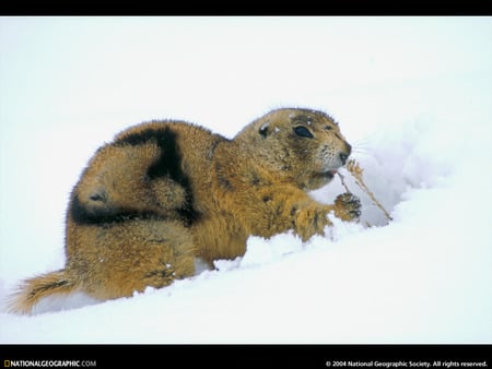 Snowy Prarie Dog - animals, snow, natiional geographic, prarie dog