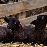 Black Lambs