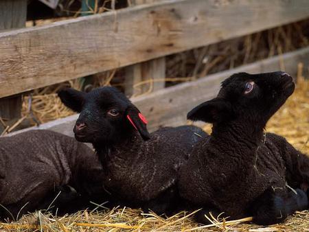 Black Lambs - sheep, lambs, animals, flock