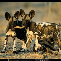 African Wild Dog Puppys 2