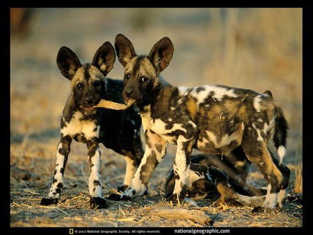 African Wild Dog Puppys 2 - african wild dogs, puppies, nature, animals