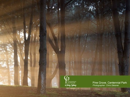 Centennial Pine Grove - grove, centennial, sunlight, pine trees