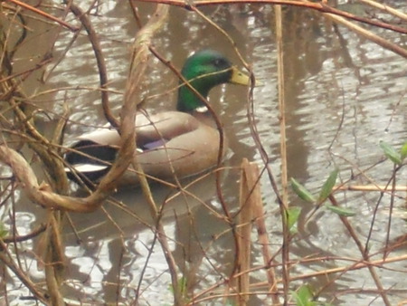 Mallard in a Marsh - wildlife, nature, mallards, animals, outdoors, biology