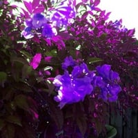 My backyard Purple Flowers