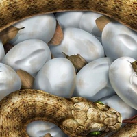 Snake and yours eggs