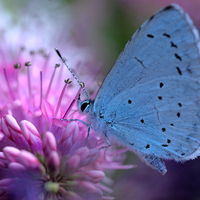 Blue Butterfly