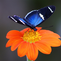 Blue butterfly Orange flower