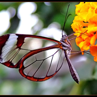 transparent butterfly