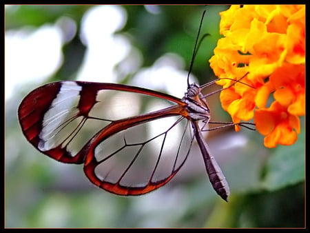 transparent butterfly - nature, butterfly, branch, wild, transparent, flower