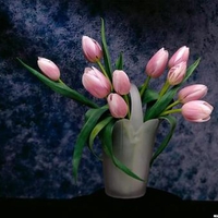 Pink Tulips