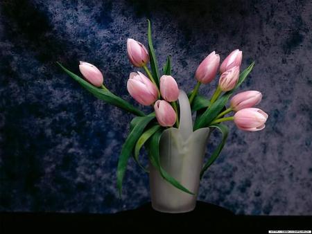 Pink Tulips