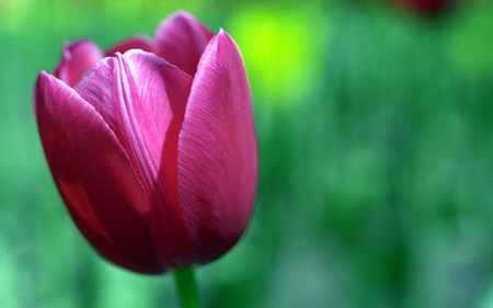 Purple tulip - nature, purple, tulip, flower