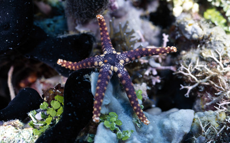 Starfish