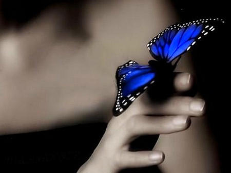 BLUE IS BEAUTIFUL - sitting, butterfly, blue, beautiful, finger