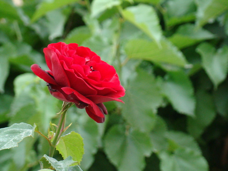 Rose - iran, flowers