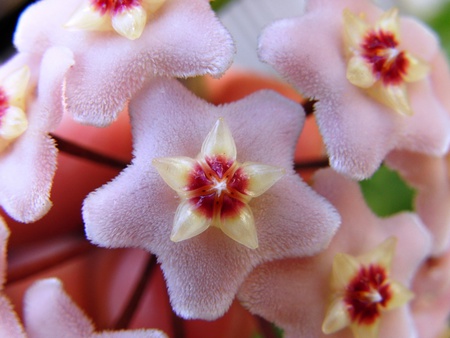 hoya carnosa wallpapers 16134  1024x 768.jpg - star, hoyacarnosa, pink, soft