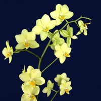 orchideas wallpapers 5195  1024x 768.jpg