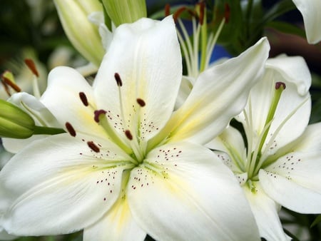 wonderful flowers wallpapers 13065 1024x768.jpg - strand, sweetsmell, lily, yellow