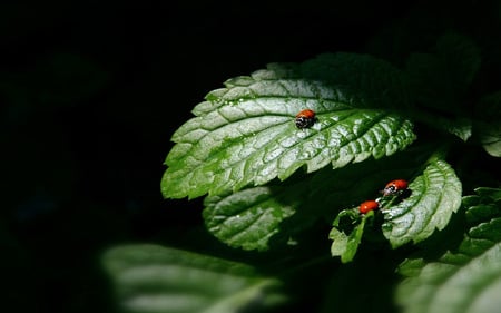 Ladybirds - leaves, nature, ladybird