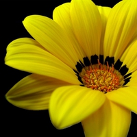 YELLOW FLOWER