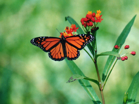 Monarch Butterfly - flower, butterfly, nature