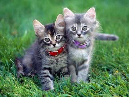 2 Cute Cats - cats, animals