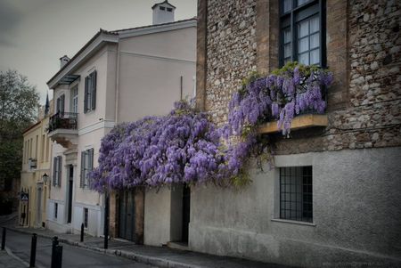 Balcony gardens - village, purple, houses, home, house, flowers, greece