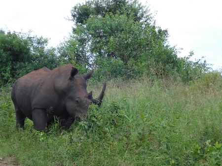 Rhinoceros habitat - rhino, rhinoceros, animal, wild, nature, ecology